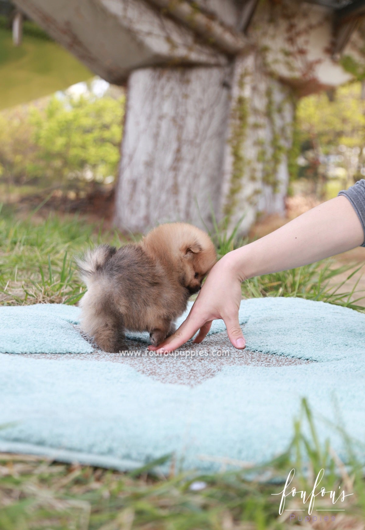 Bear - Pomeranian M.