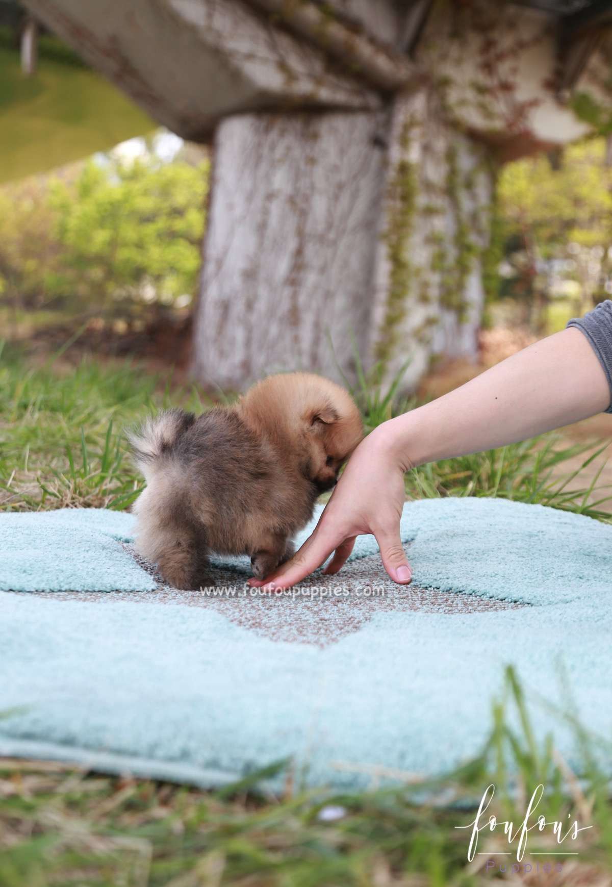 Bear - Pomeranian M.