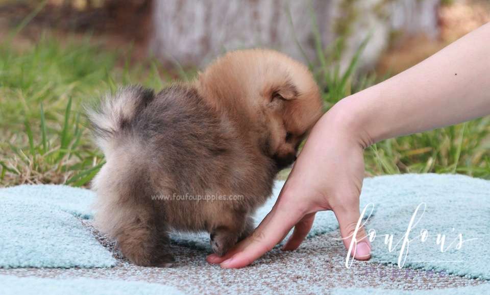 Bear - Pomeranian M.
