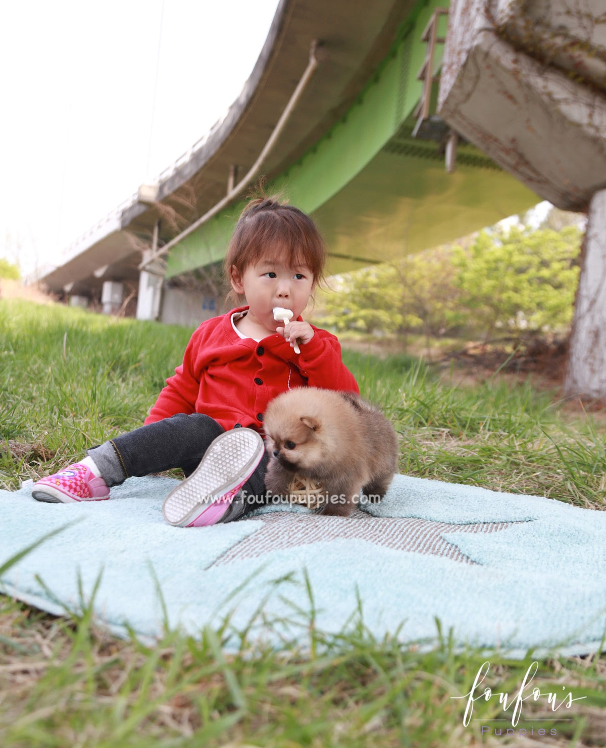 Bear - Pomeranian M.