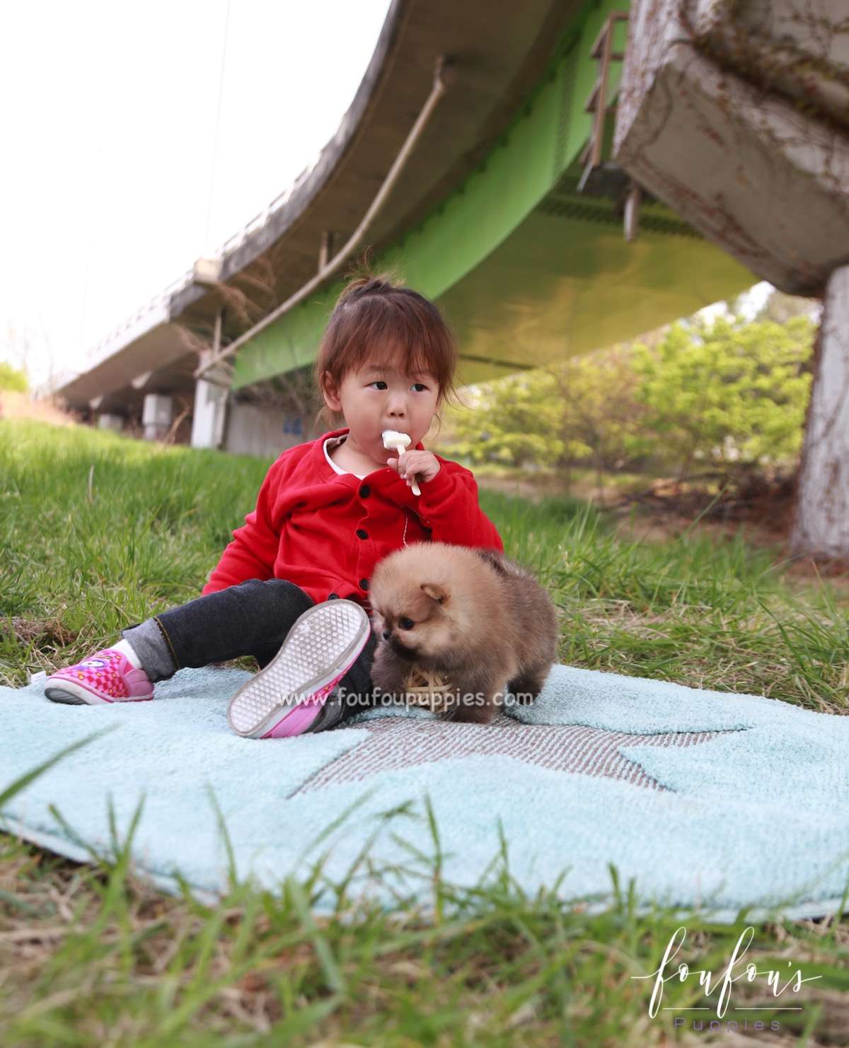Bear - Pomeranian M.