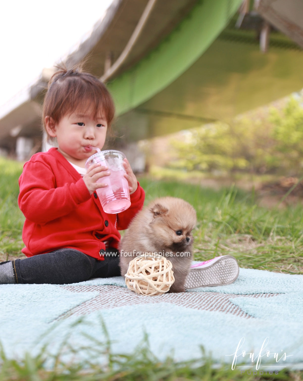 Bear - Pomeranian M.