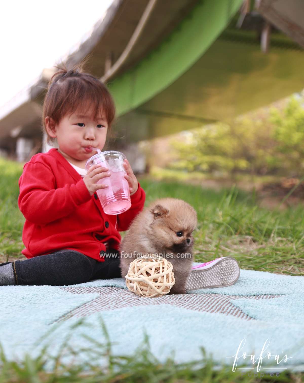 Bear - Pomeranian M.