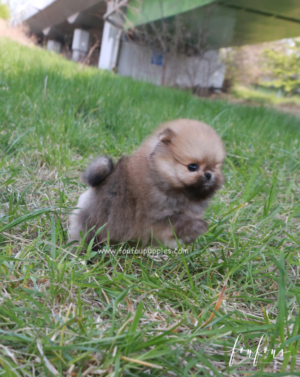 Bear - Pomeranian M.