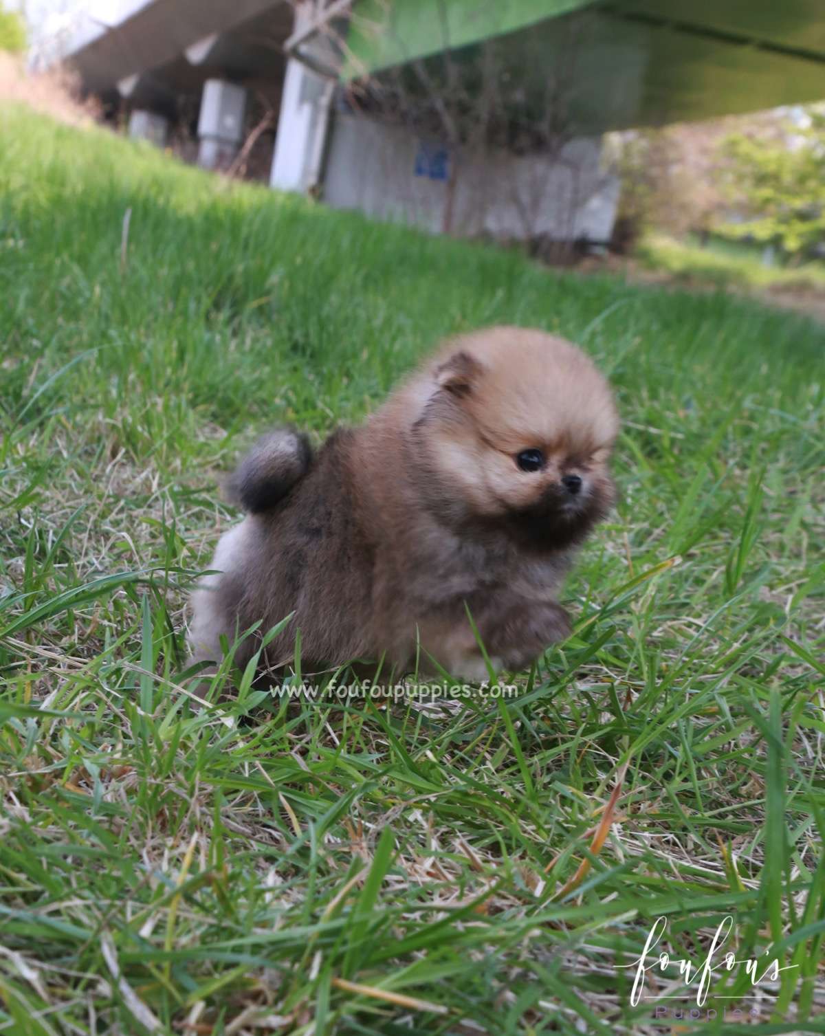 Bear - Pomeranian M.
