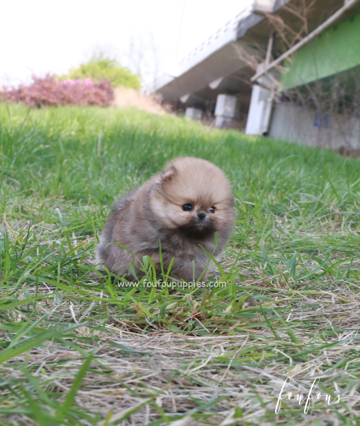 Bear - Pomeranian M.