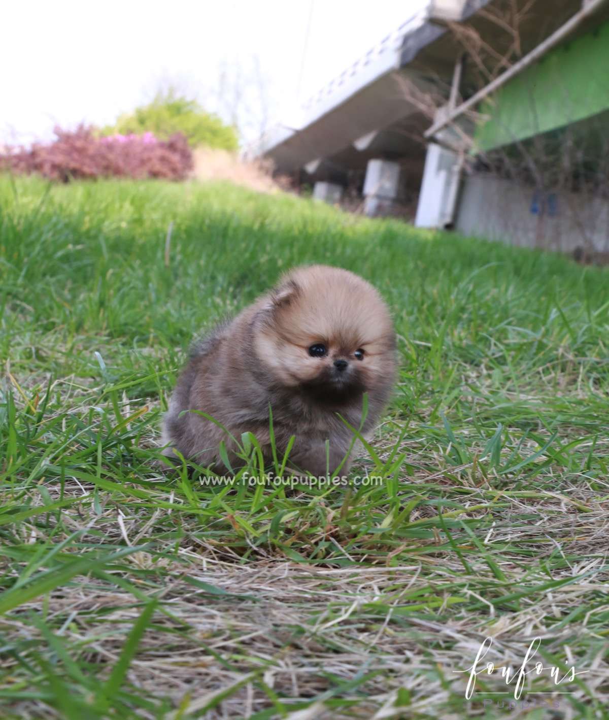 Bear - Pomeranian M.