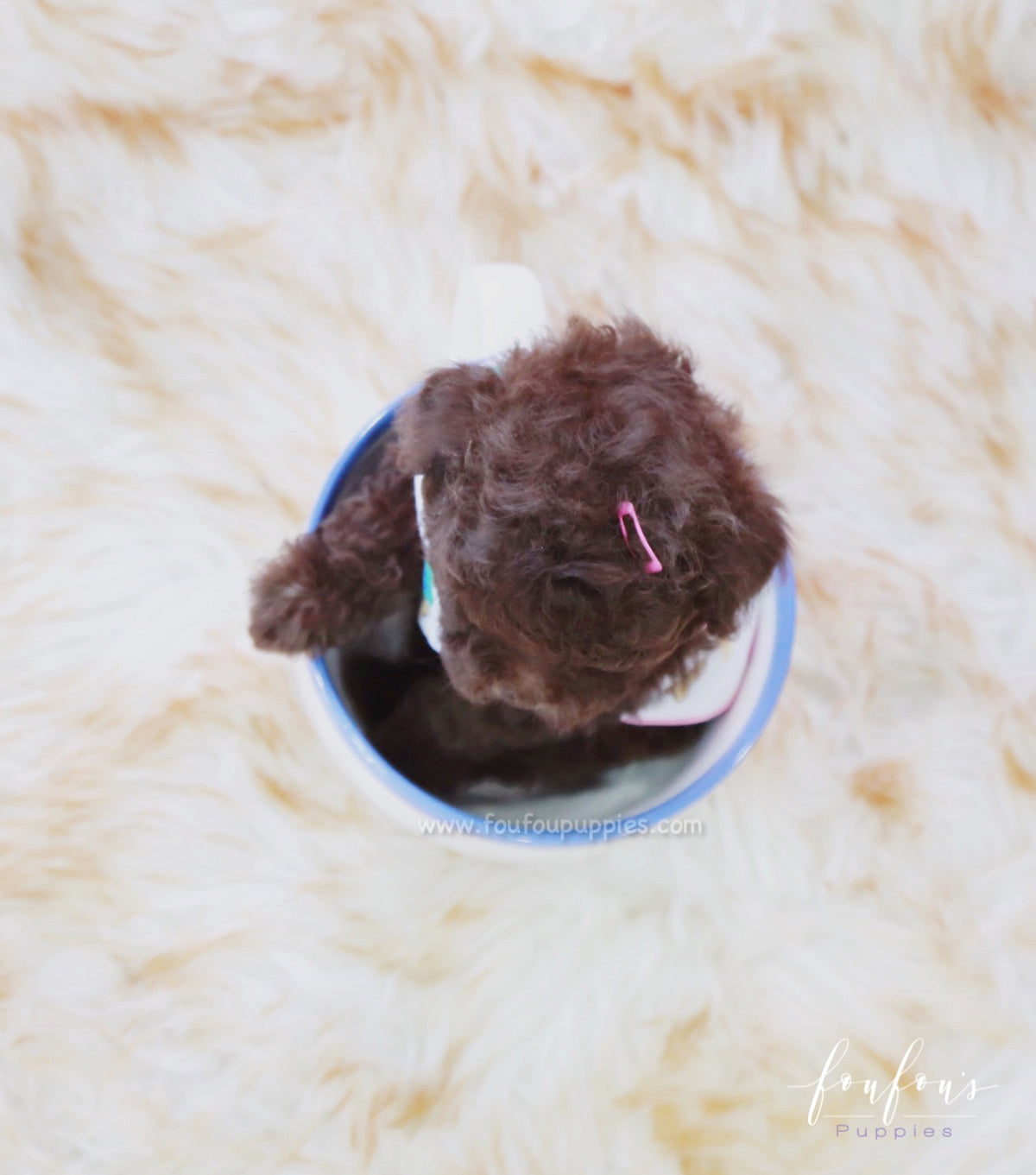 Kisses - Poodle F.
