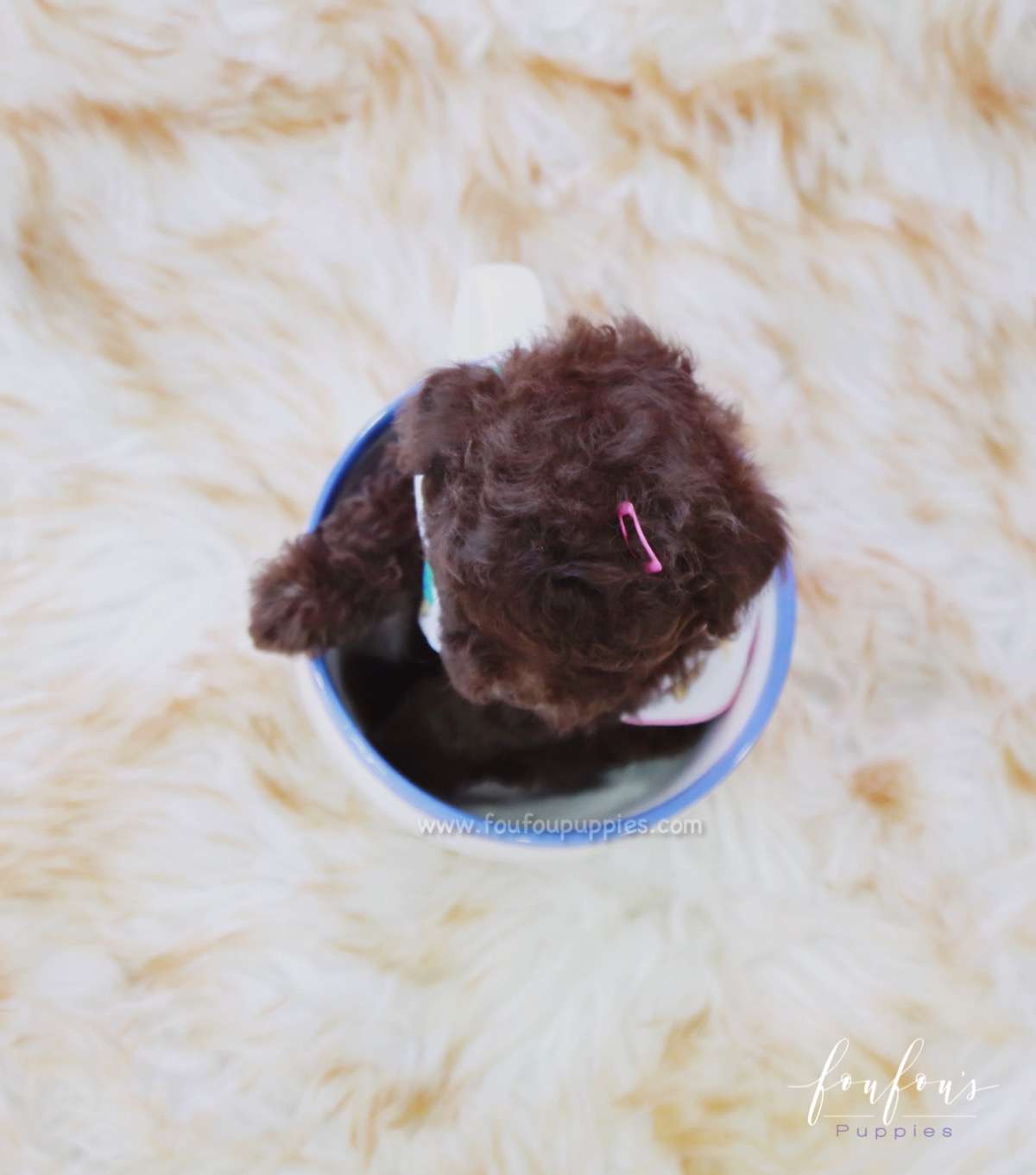 Kisses - Poodle F.