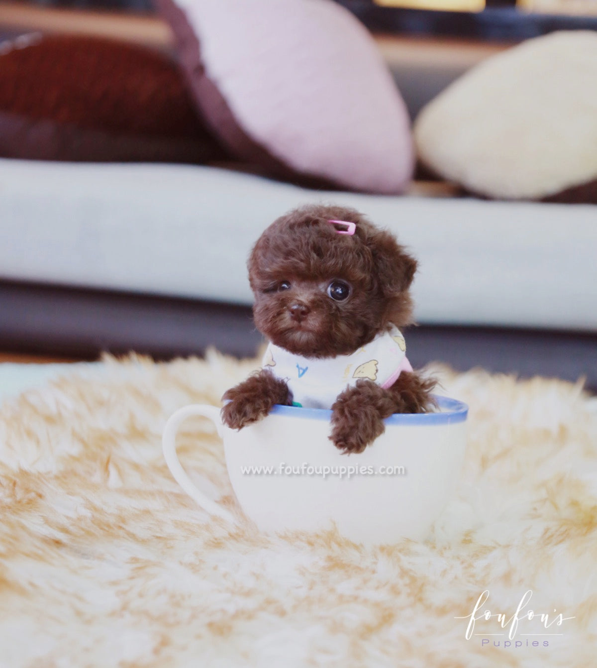 Kisses - Poodle F.