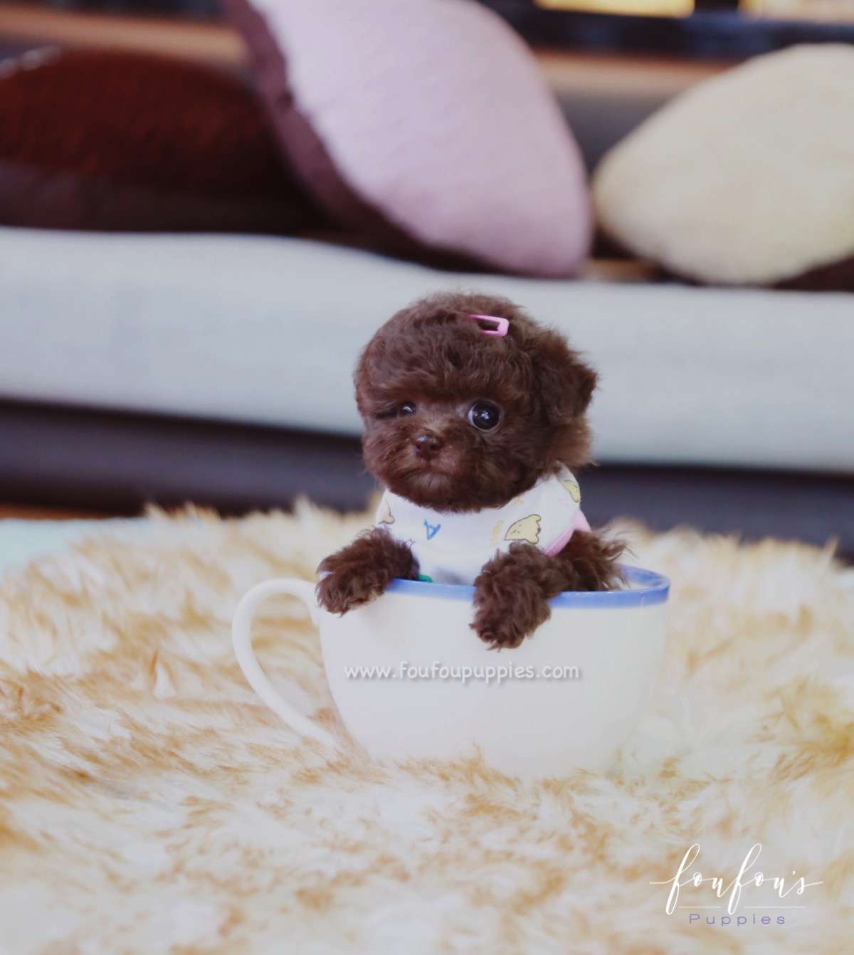 Kisses - Poodle F.