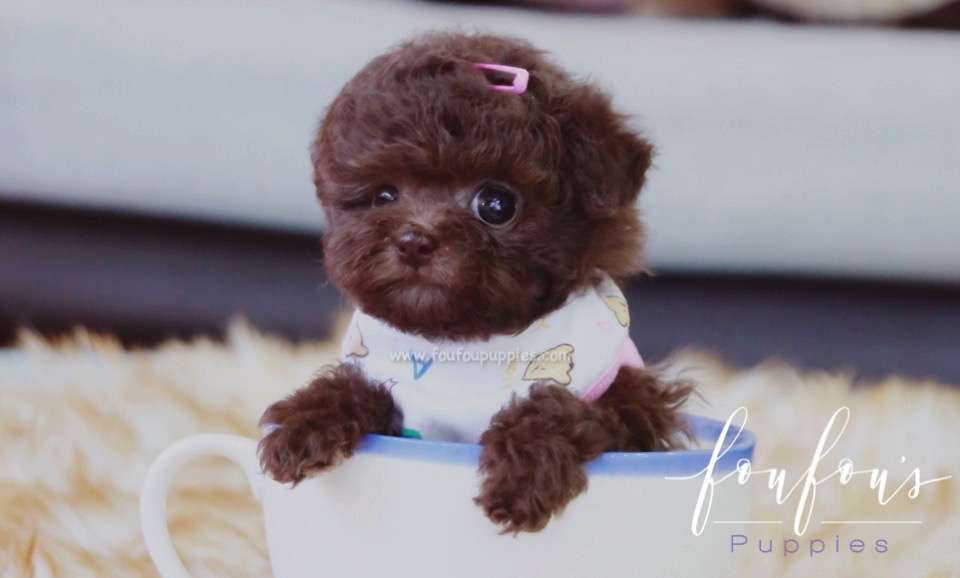 Kisses - Poodle F.