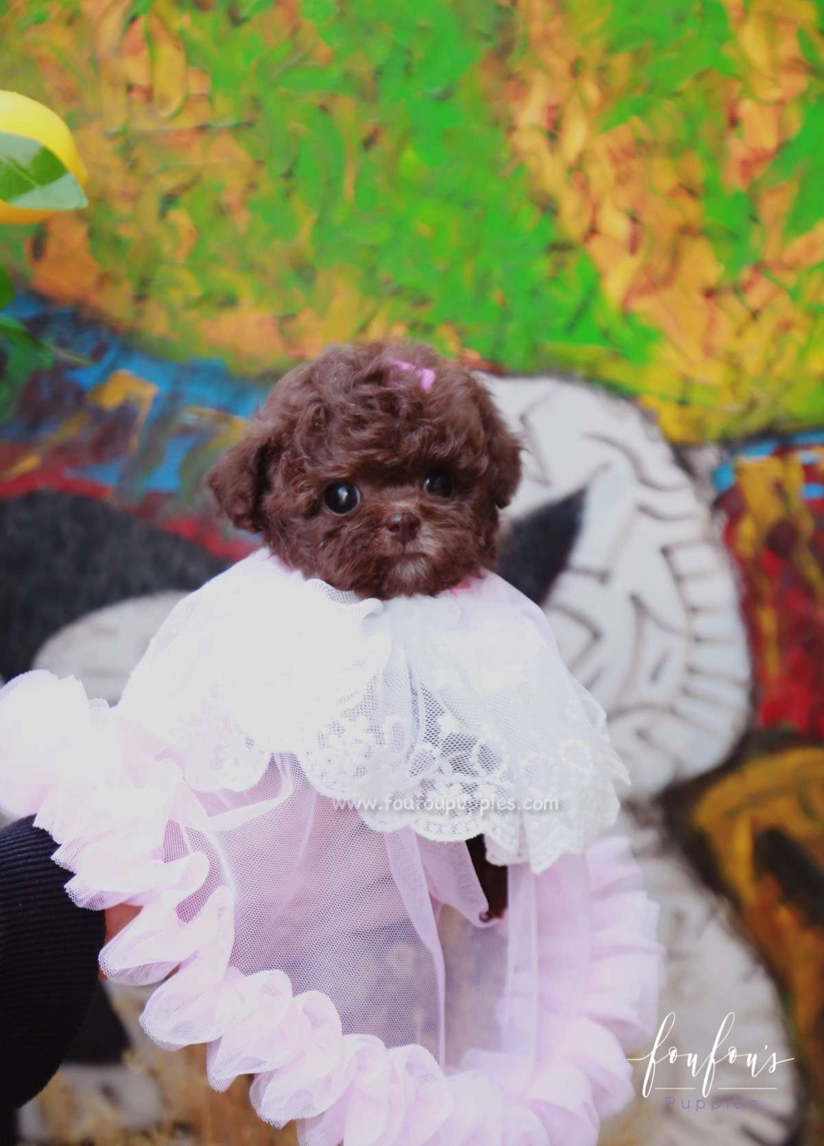 Kisses - Poodle F.