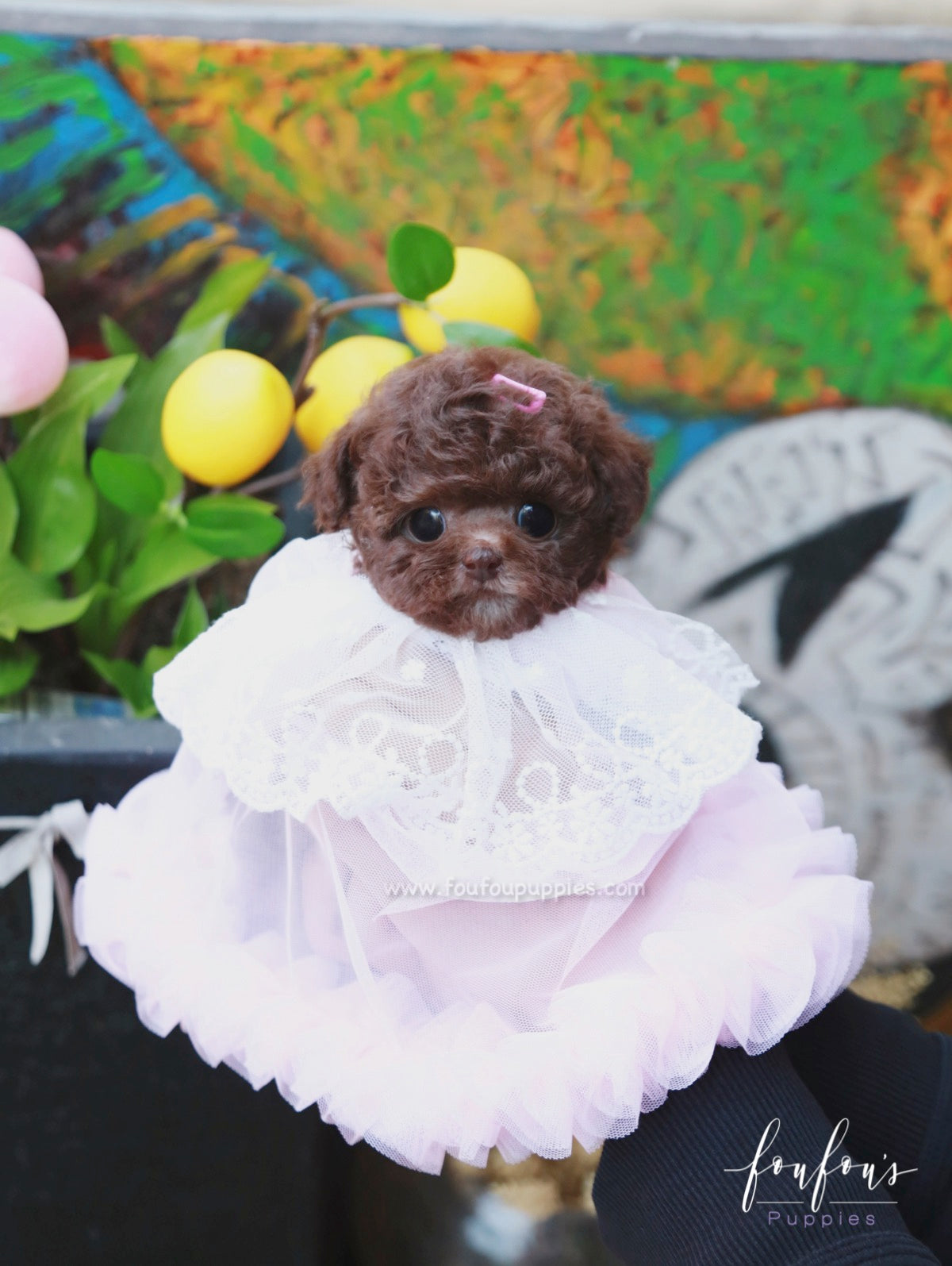 Kisses - Poodle F.