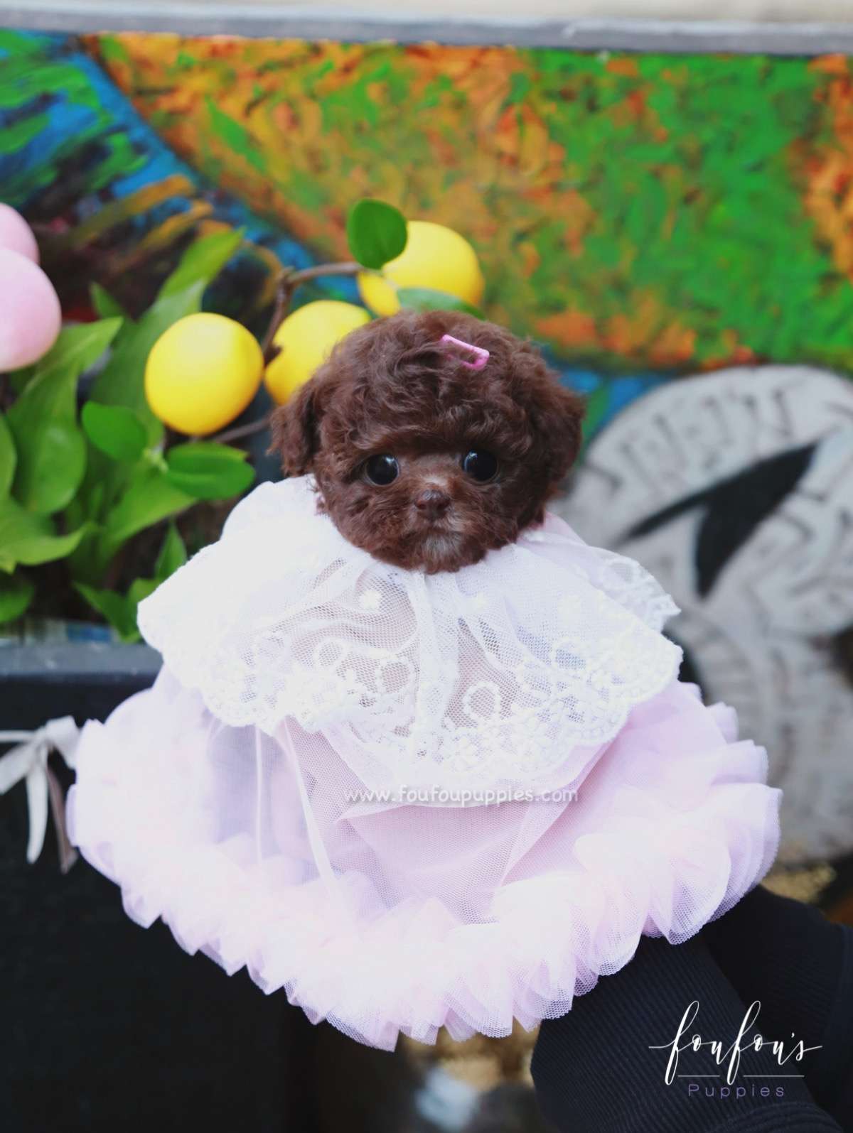 Kisses - Poodle F.