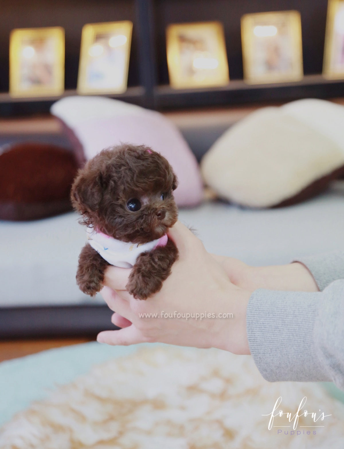 Kisses - Poodle F.
