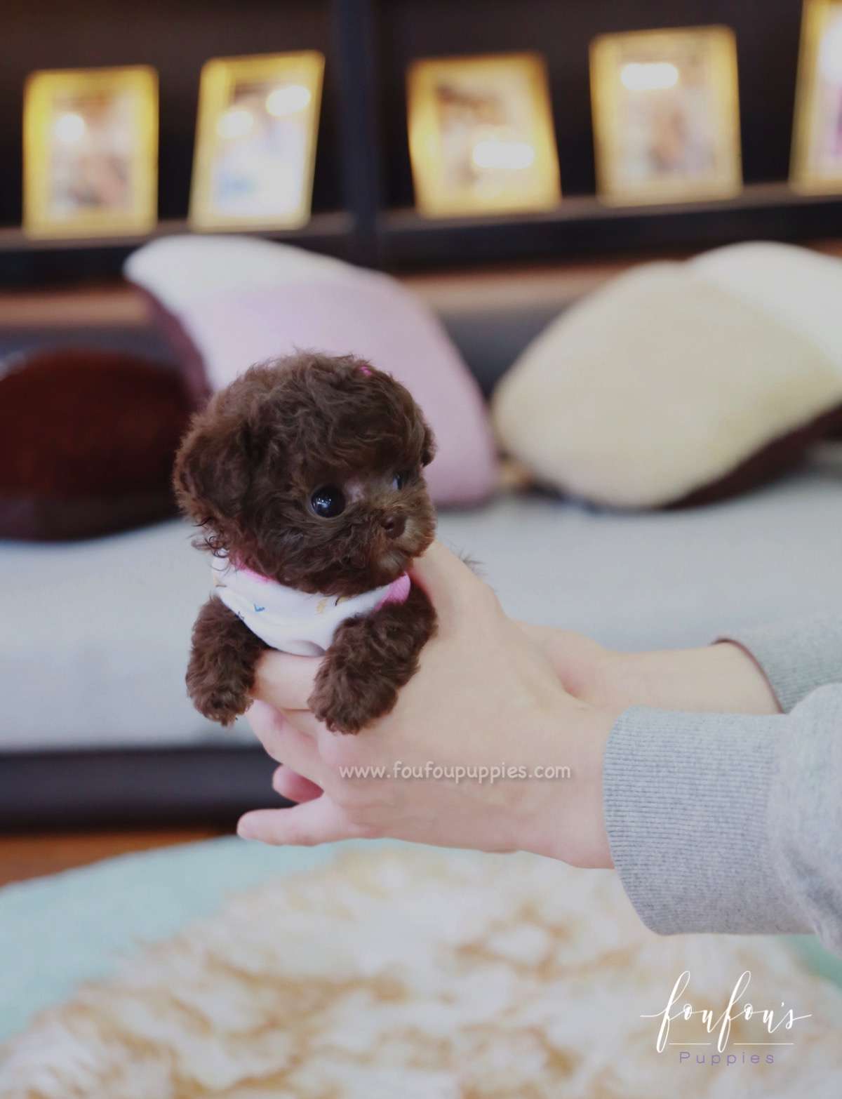 Kisses - Poodle F.