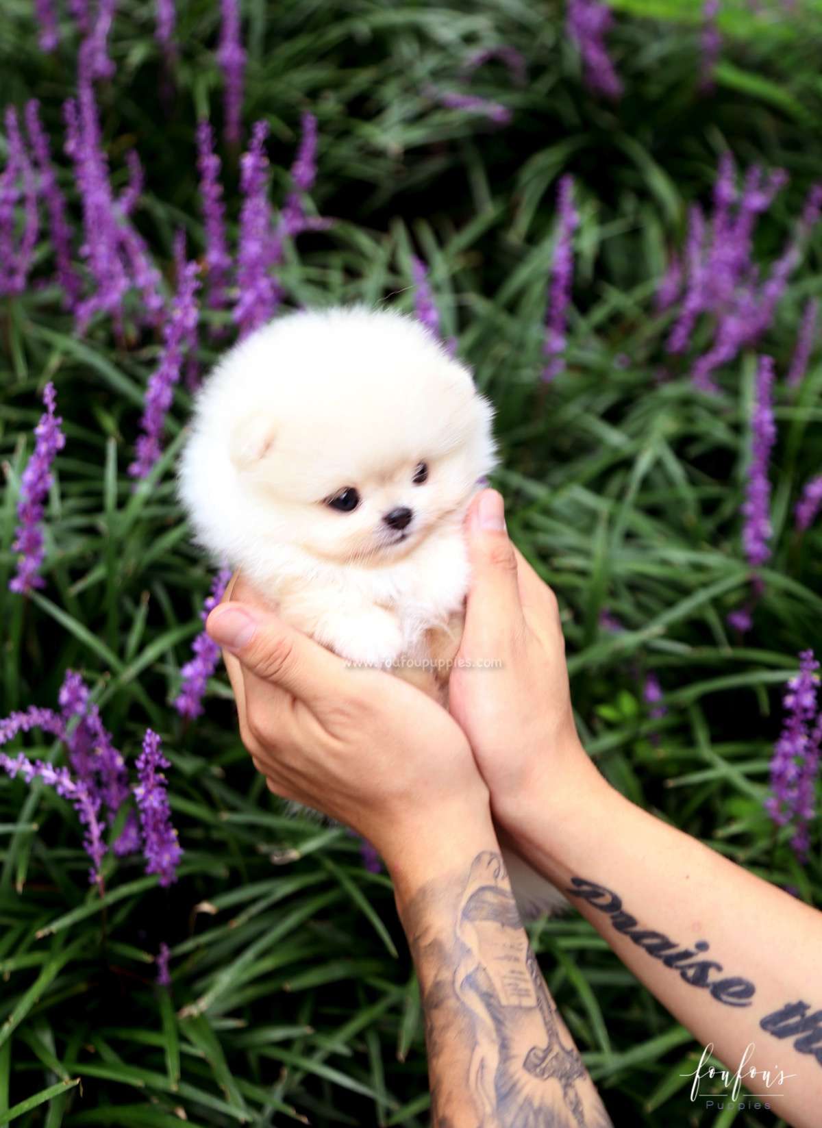 Joy - Pomeranian F.