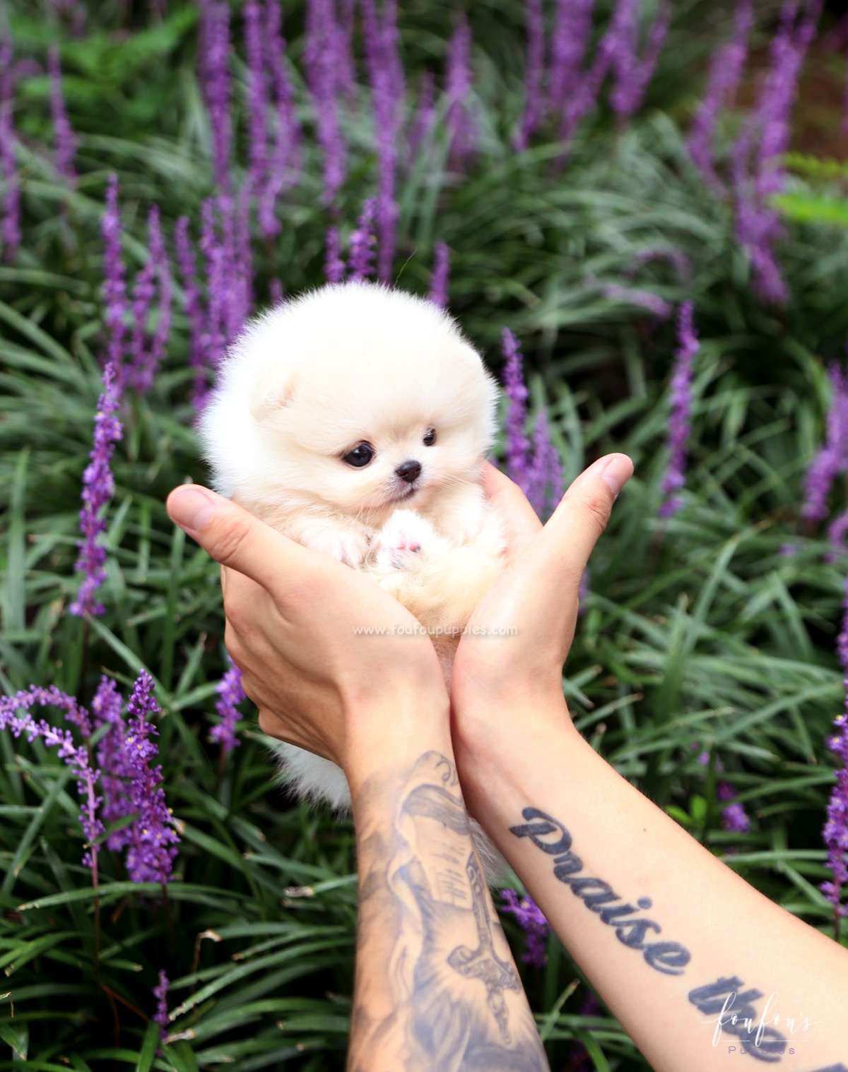 Joy - Pomeranian F.
