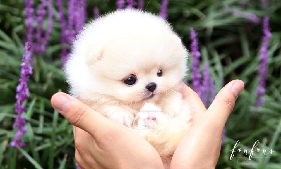 Joy - Pomeranian F.