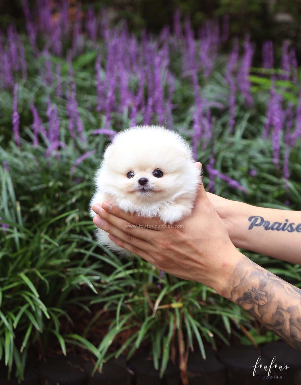 Joy - Pomeranian F.