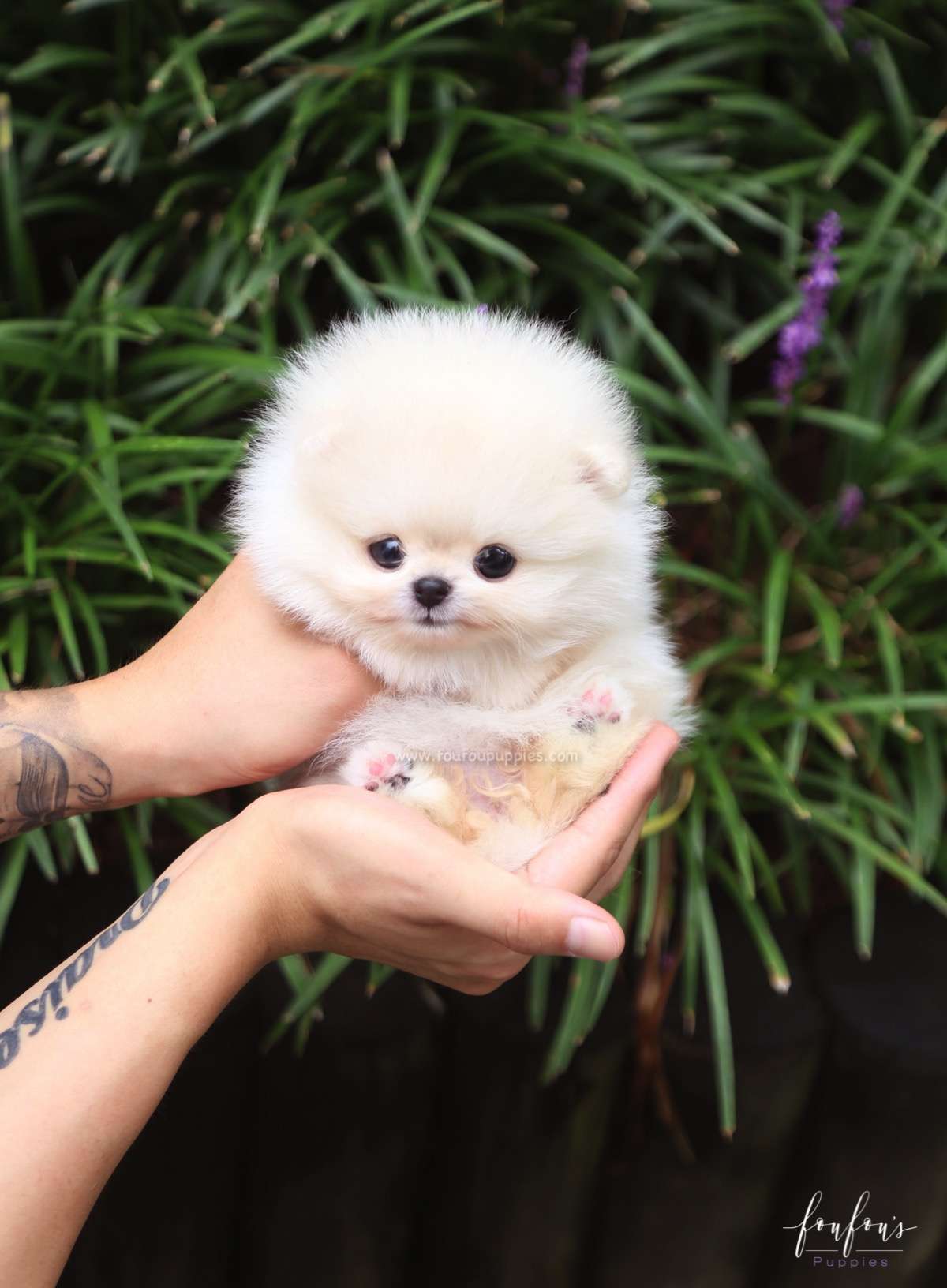 Joy - Pomeranian F.