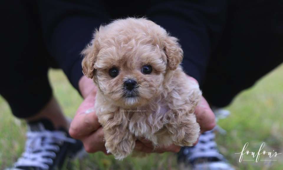 Belle - Poodle F.