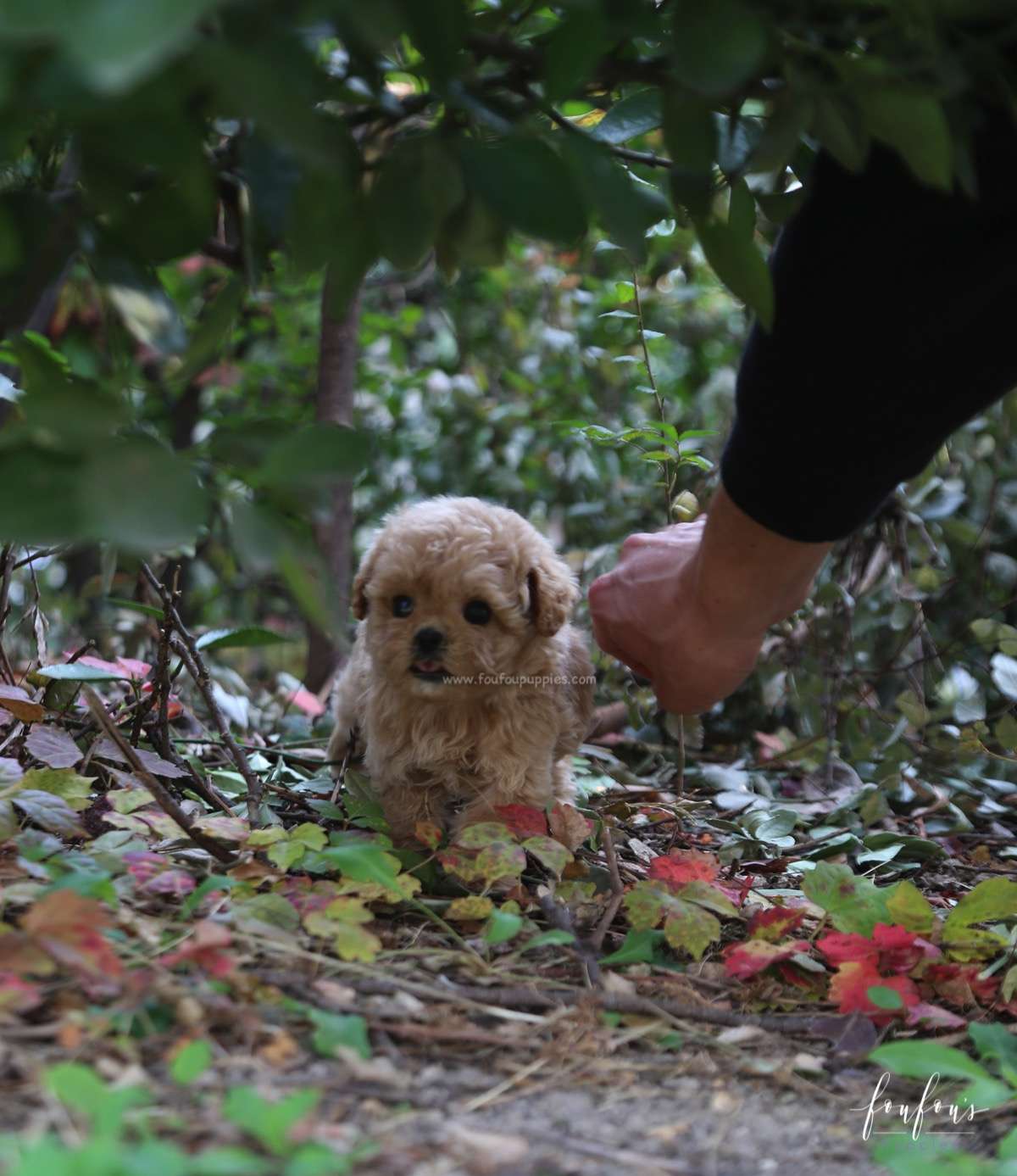 Belle - Poodle F.
