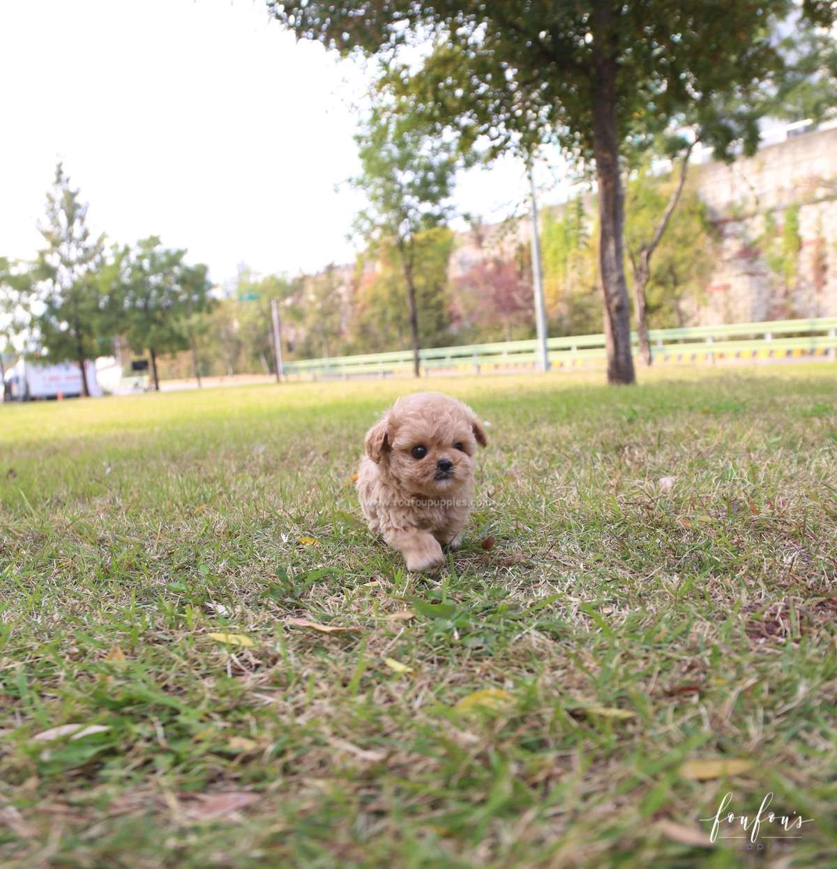 Belle - Poodle F.
