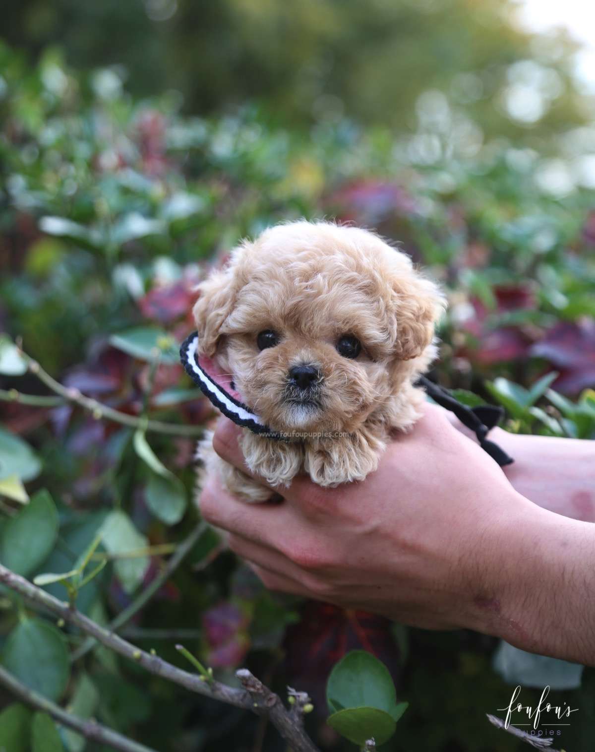 Belle - Poodle F.