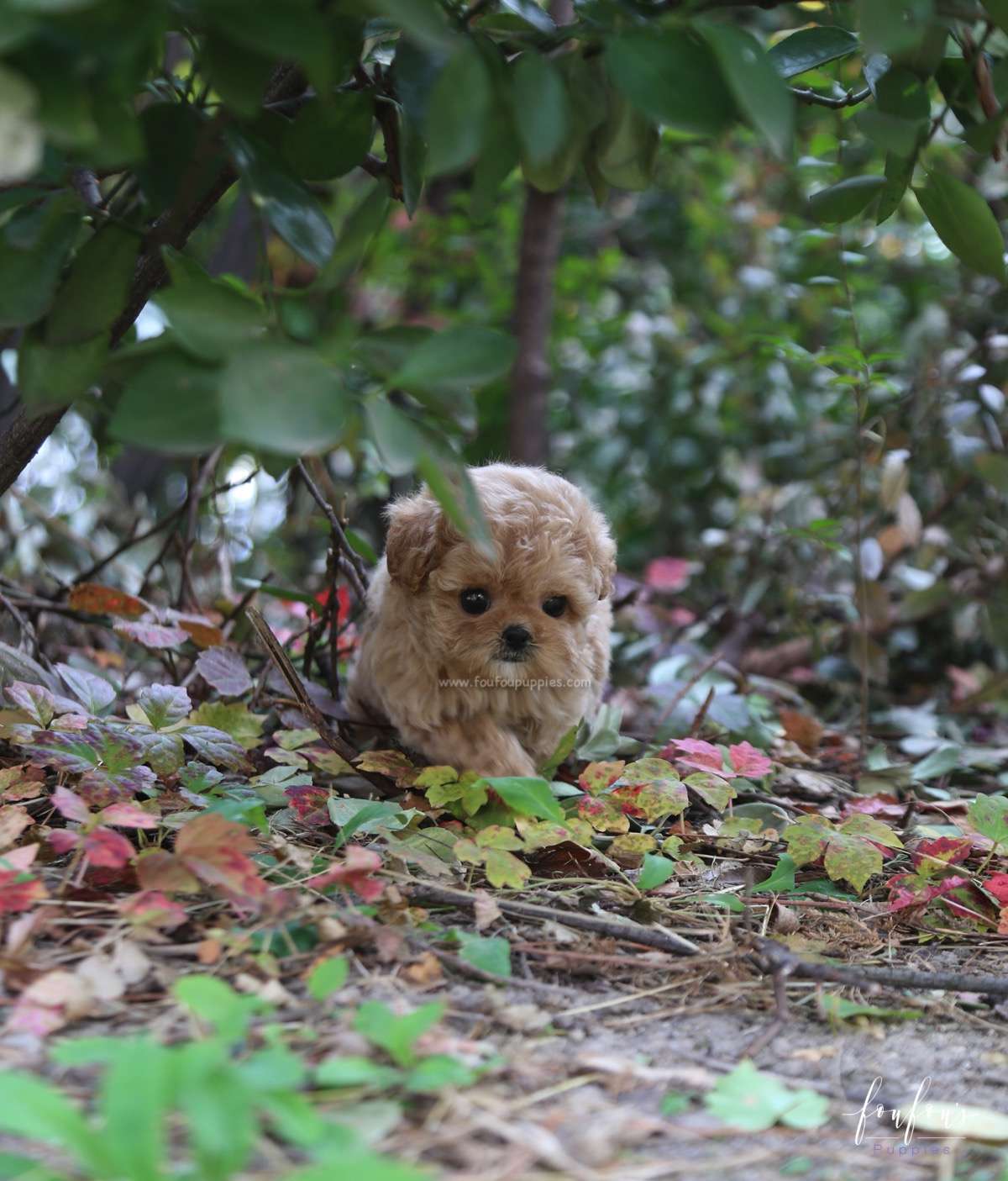 Belle - Poodle F.