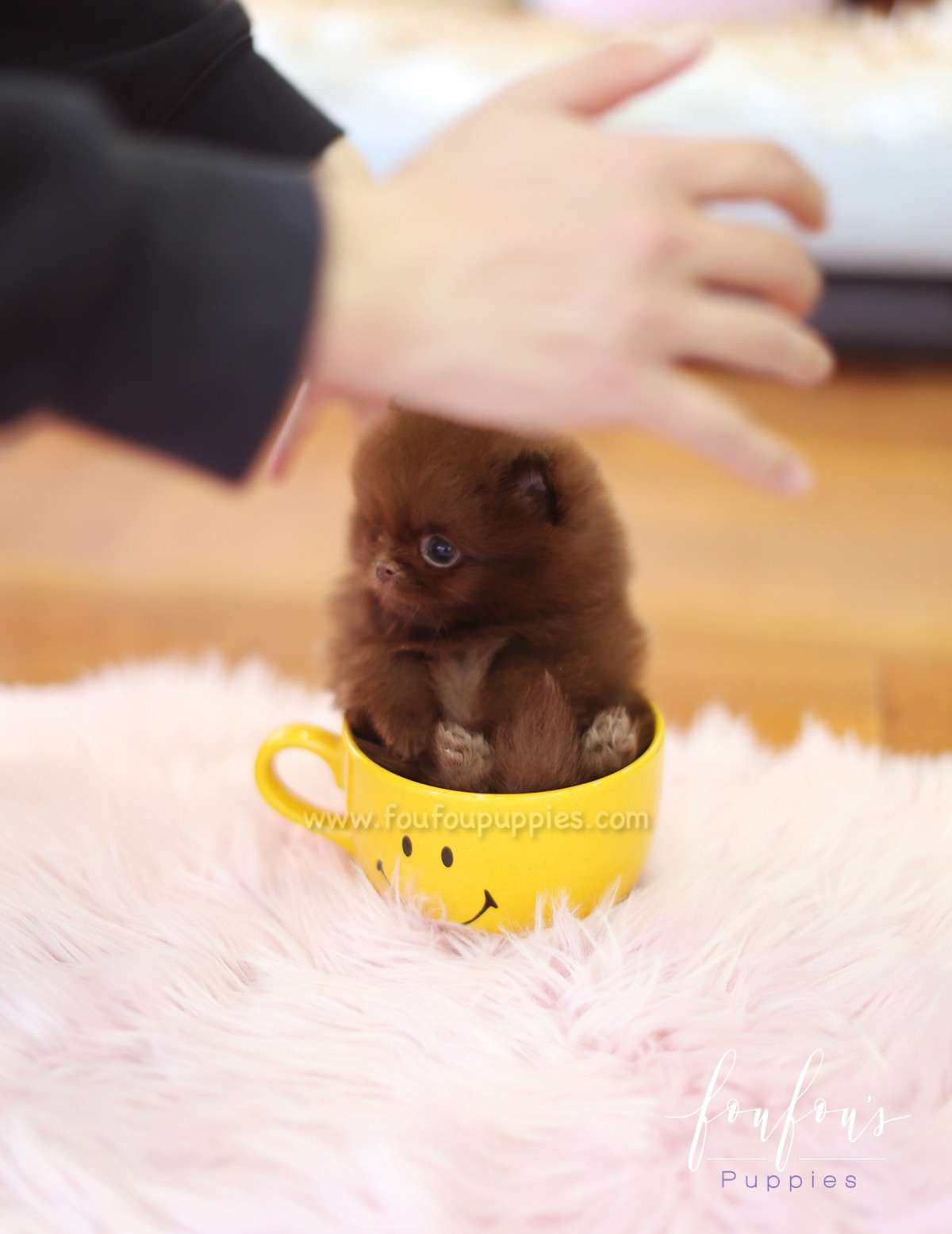 Rolo - Pomeranian M.