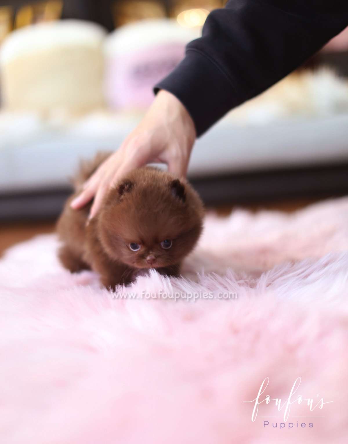 Rolo - Pomeranian M.
