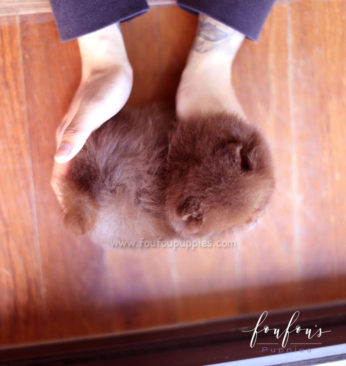 Rolo - Pomeranian M.