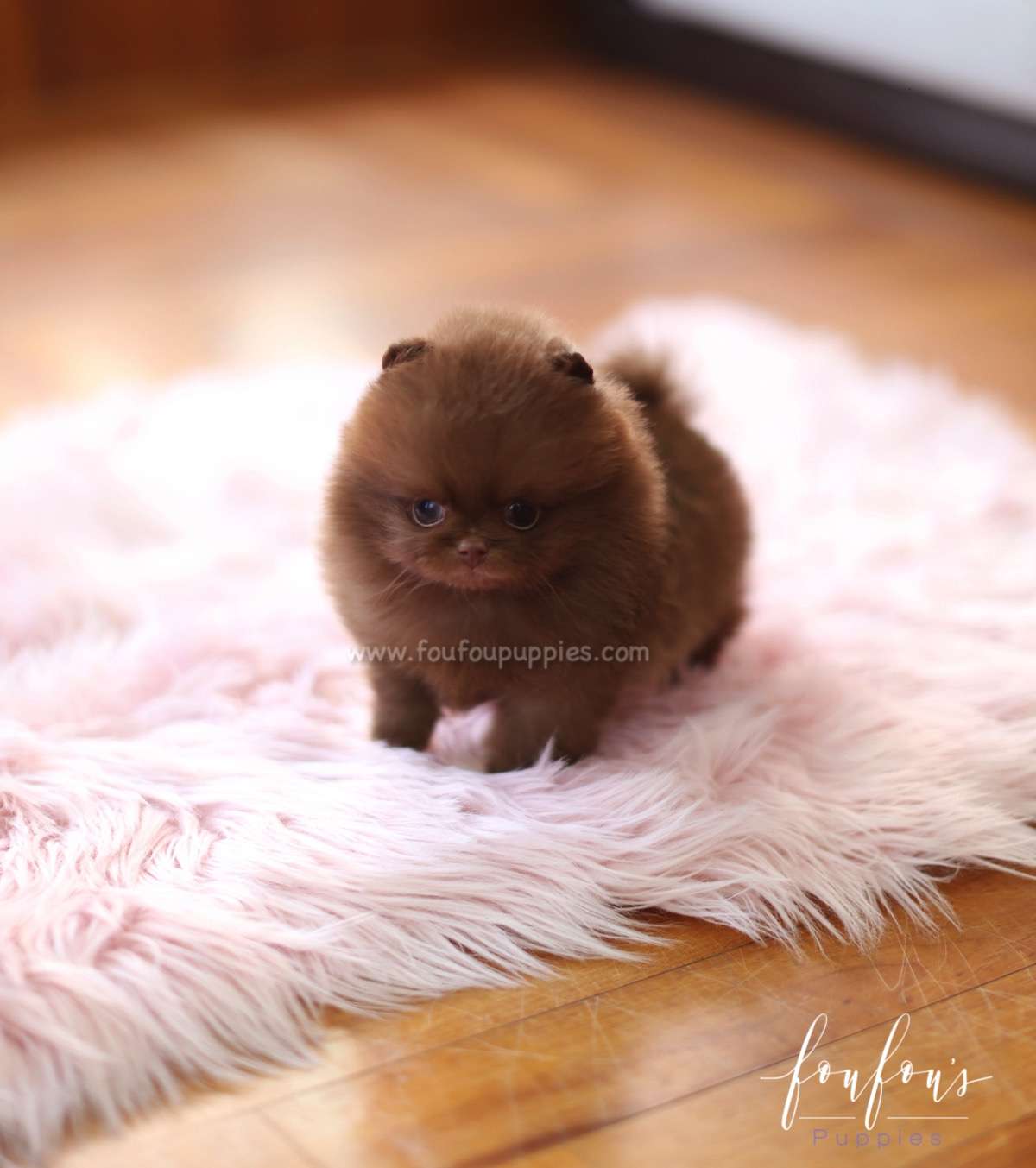 Rolo - Pomeranian M.
