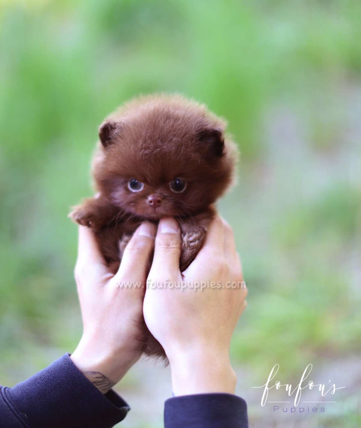 Rolo - Pomeranian M.