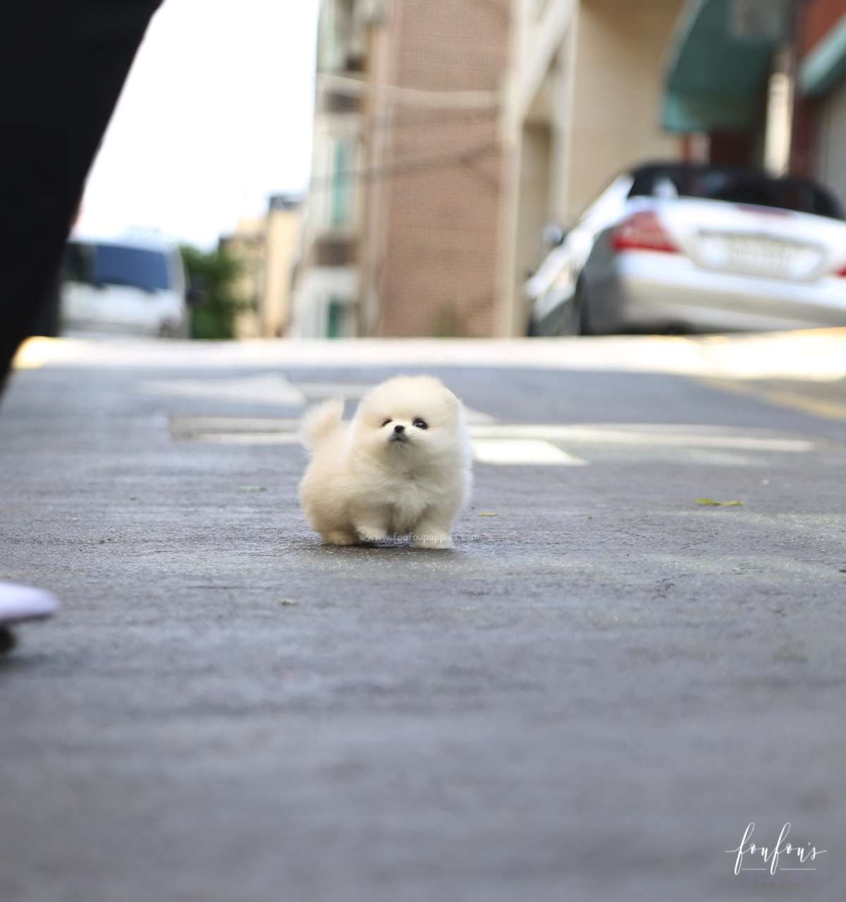 Yoshi - Pomeranian M.