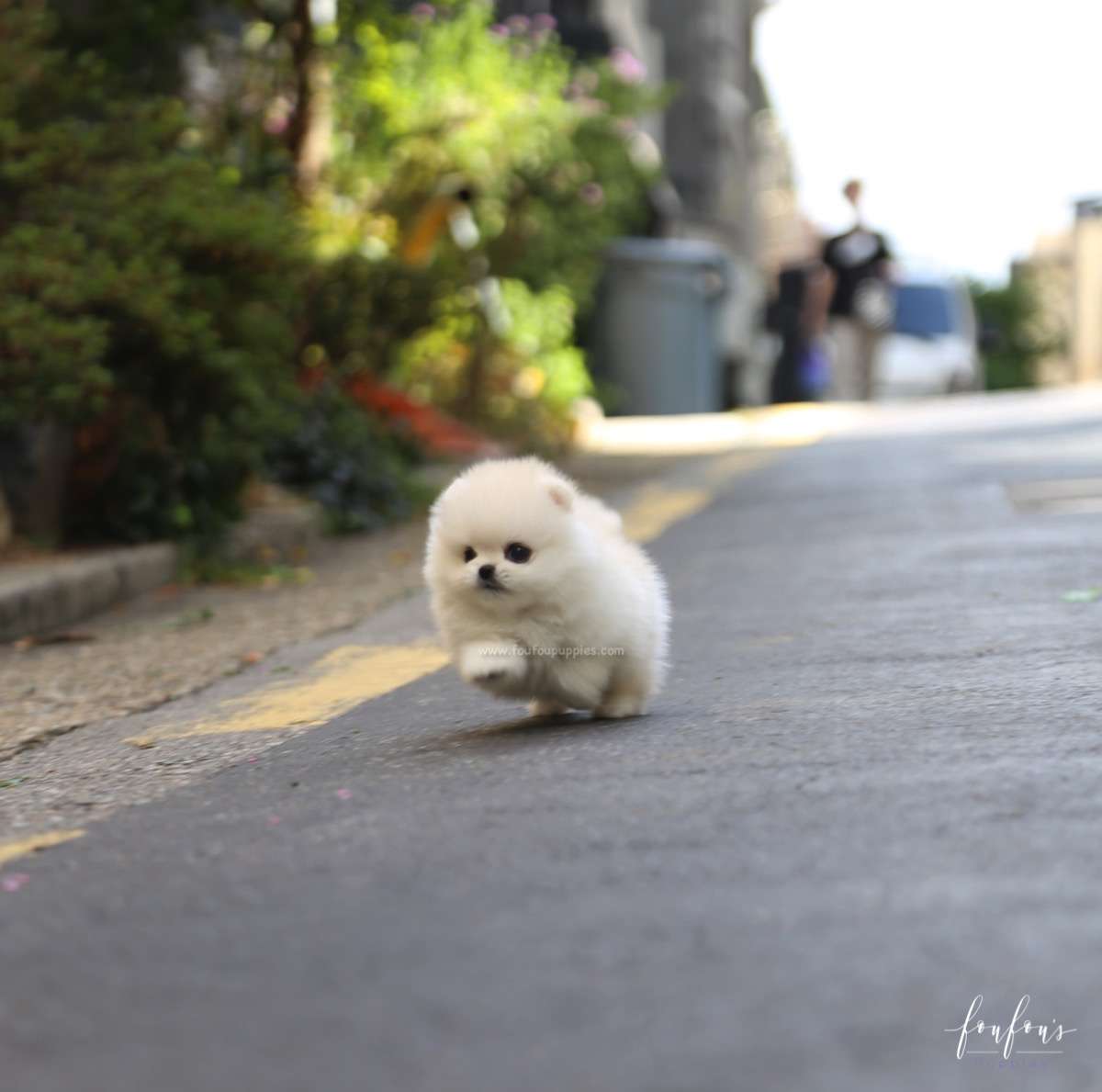 Yoshi - Pomeranian M.