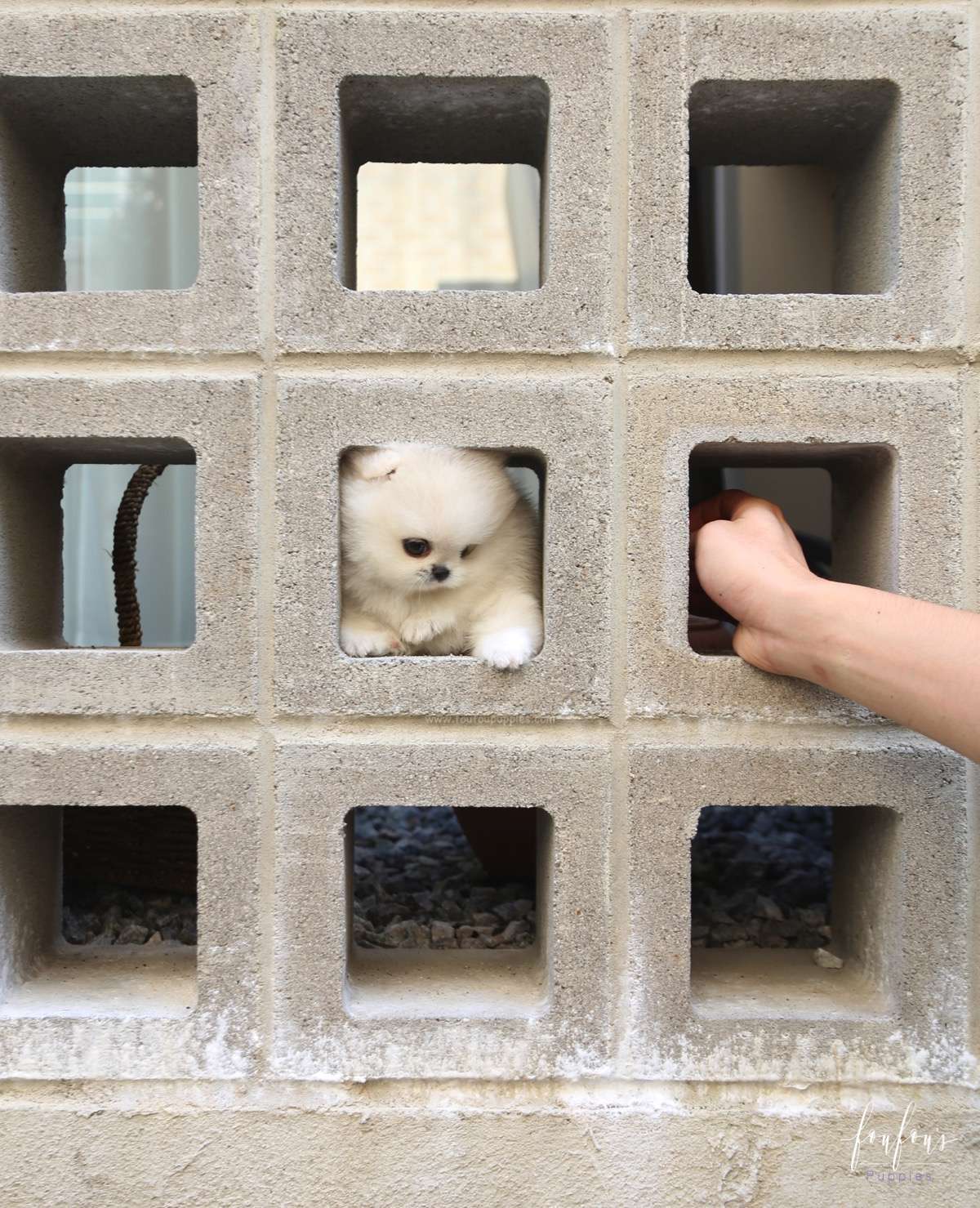 Yoshi - Pomeranian M.