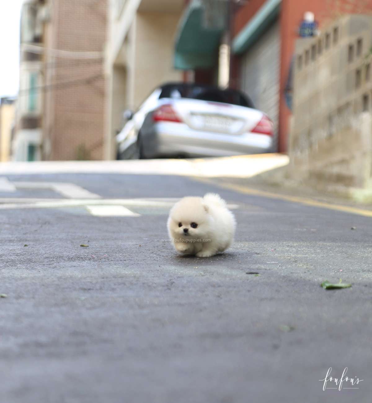 Yoshi - Pomeranian M.