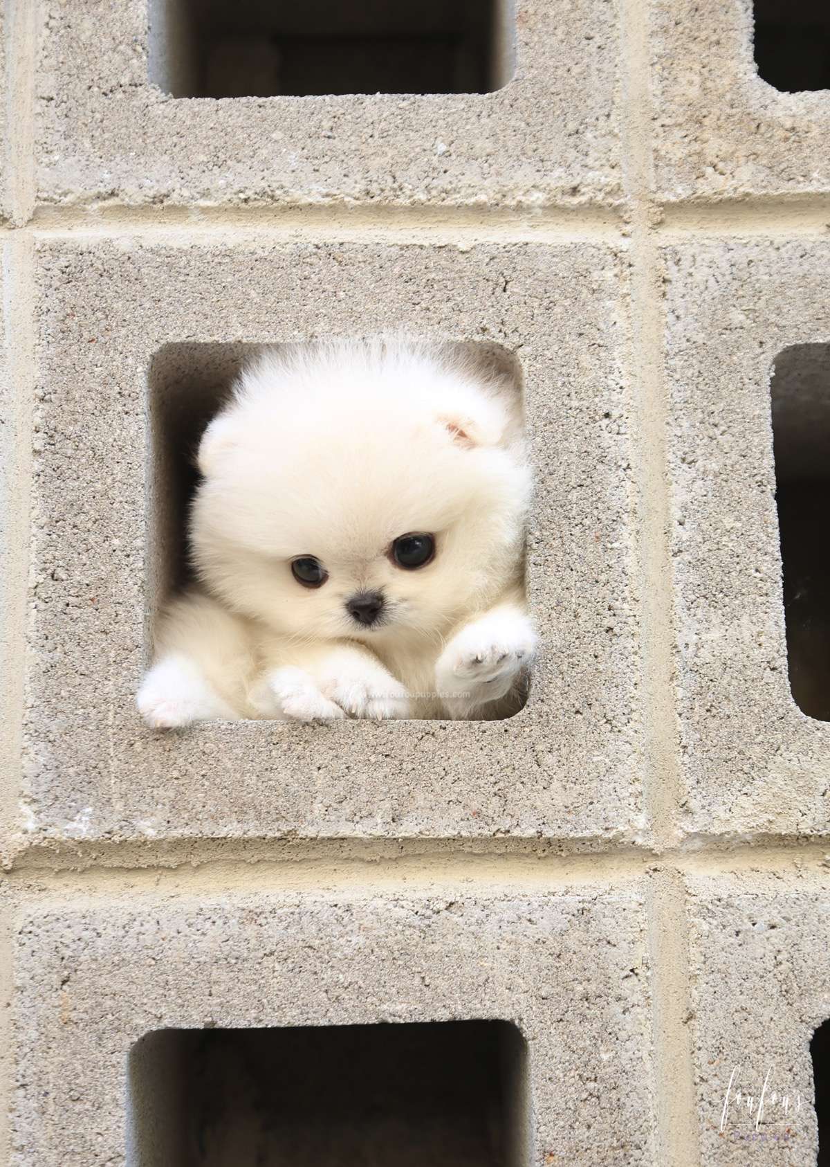 Yoshi - Pomeranian M.