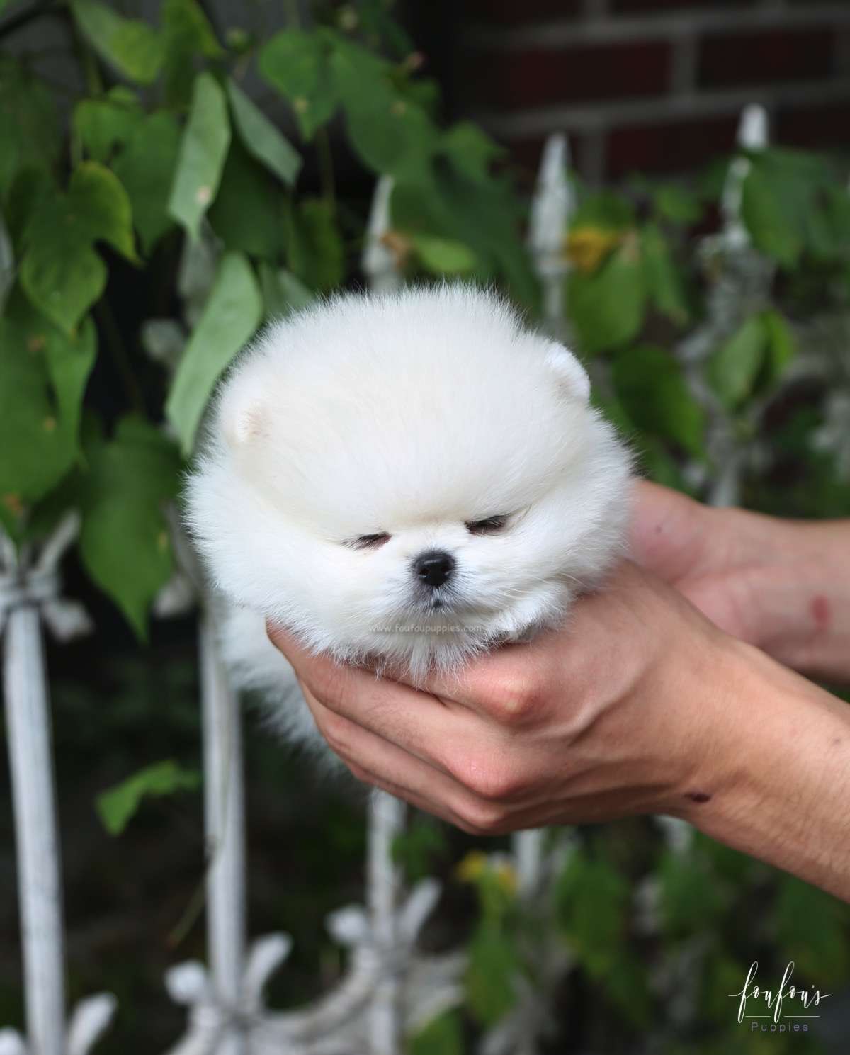 Yoshi - Pomeranian M.
