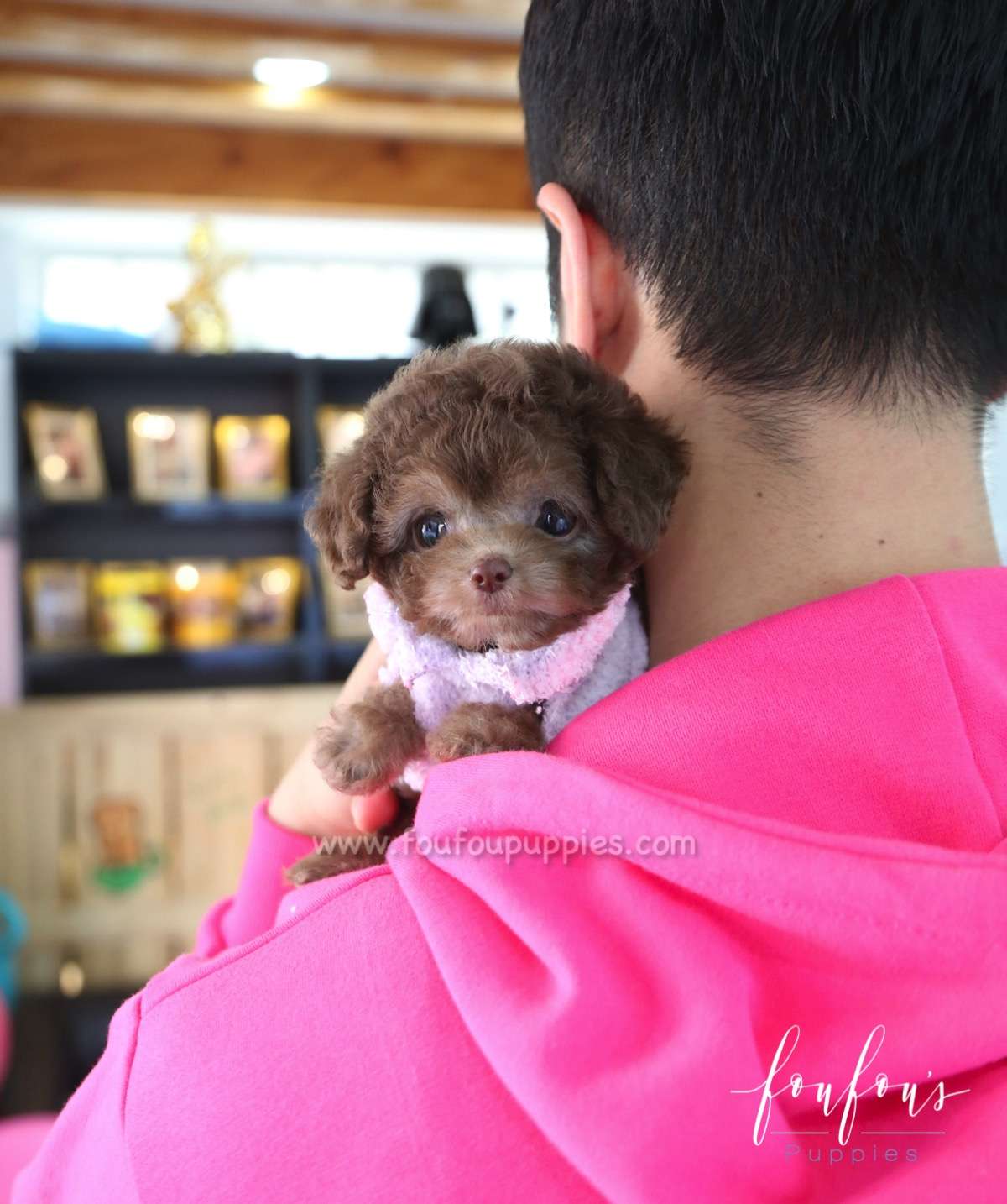 Java - Poodle F.