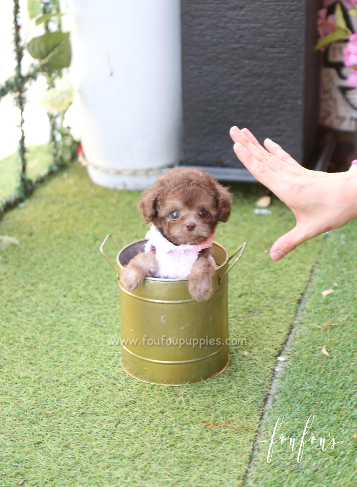 Java - Poodle F.