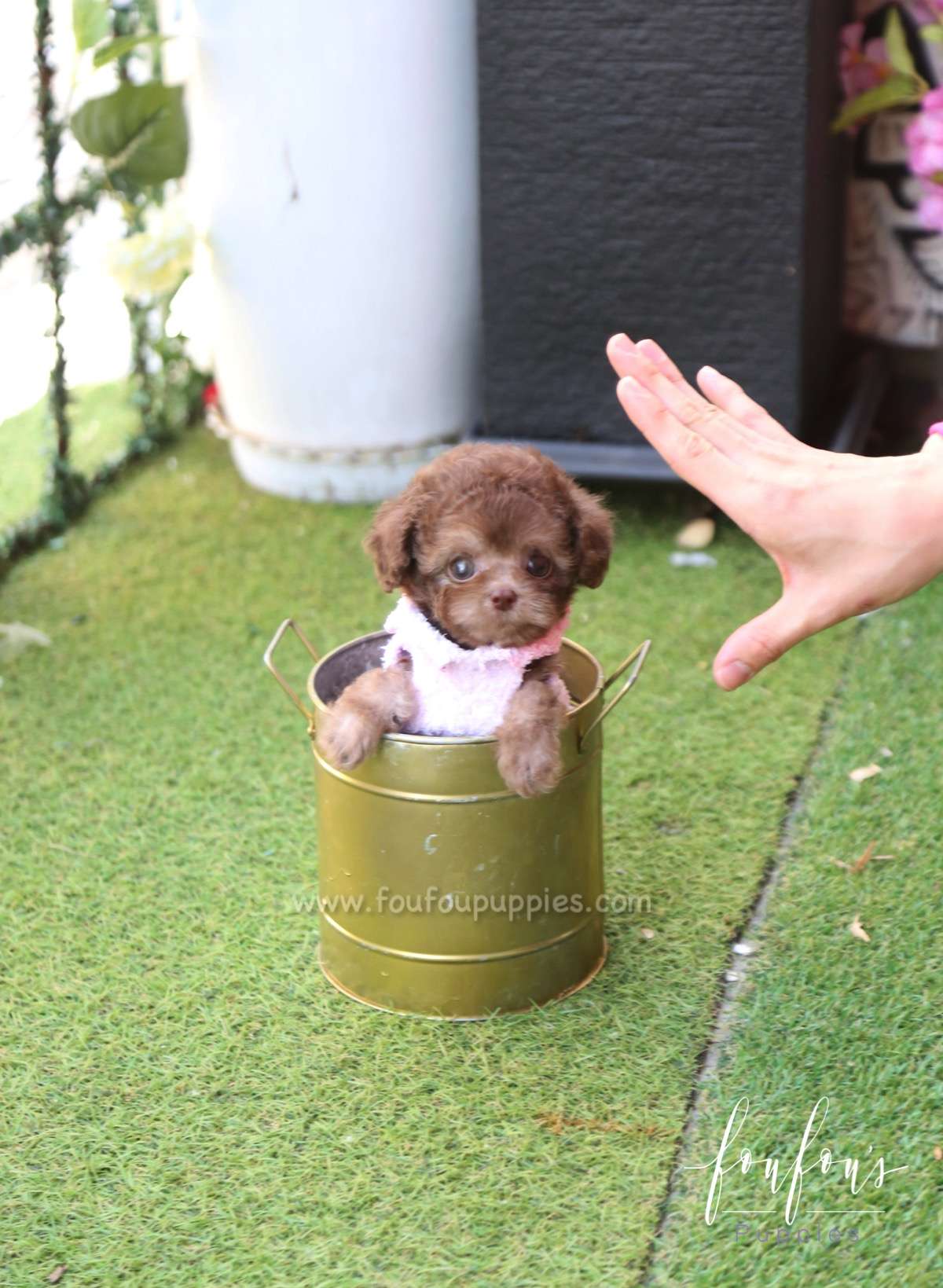 Java - Poodle F.