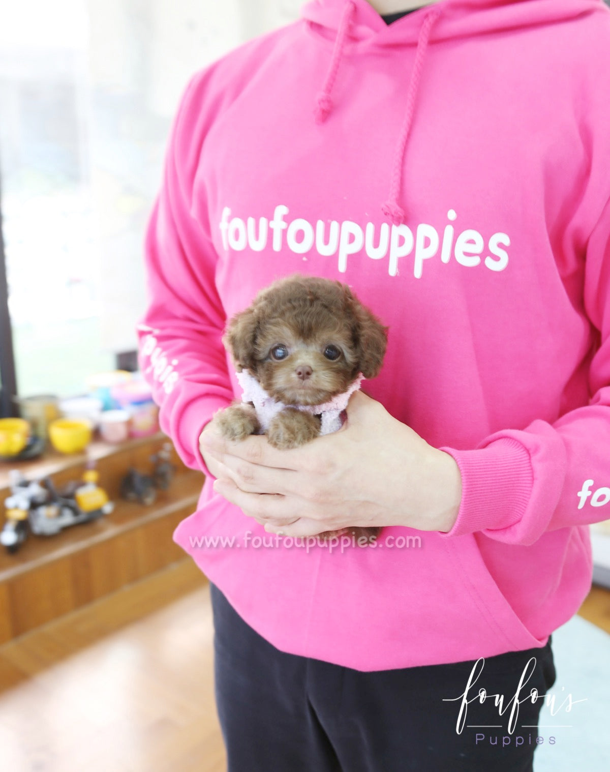 Java - Poodle F.