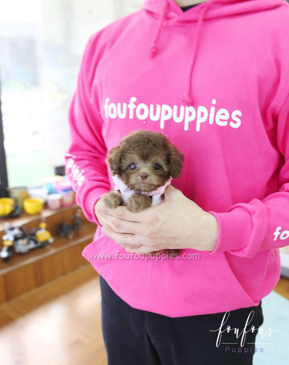 Java - Poodle F.