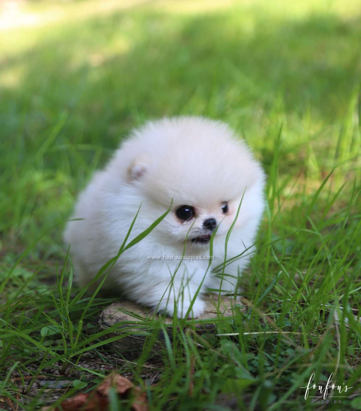 Hermes - Pomeranian M.