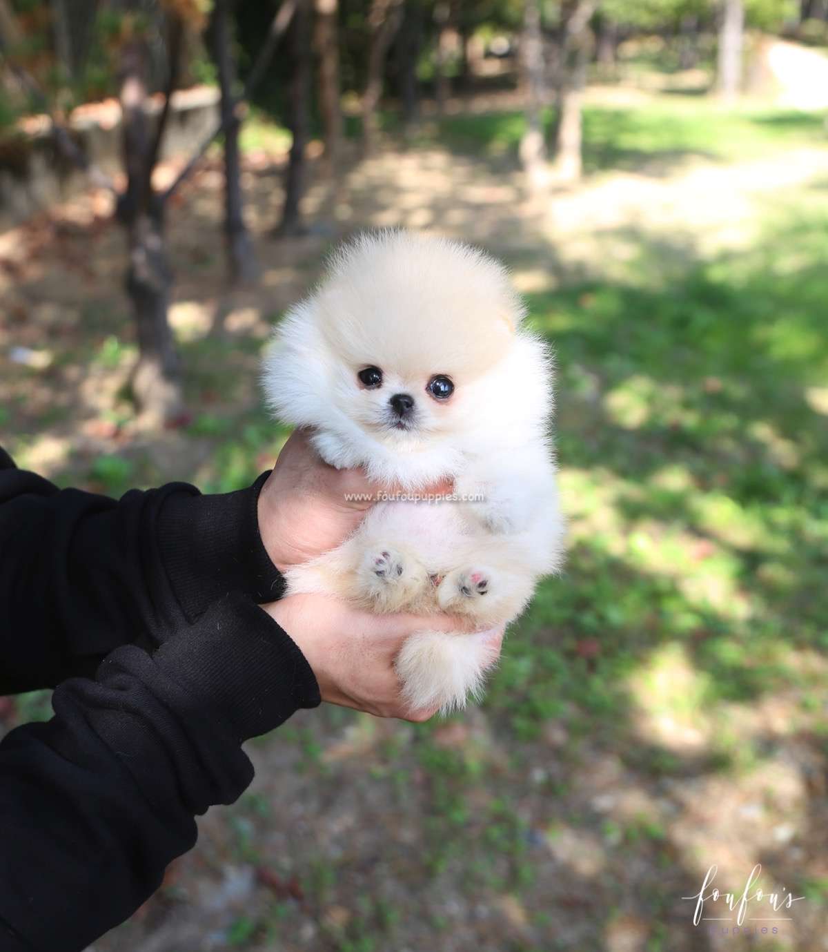 Hermes - Pomeranian M.