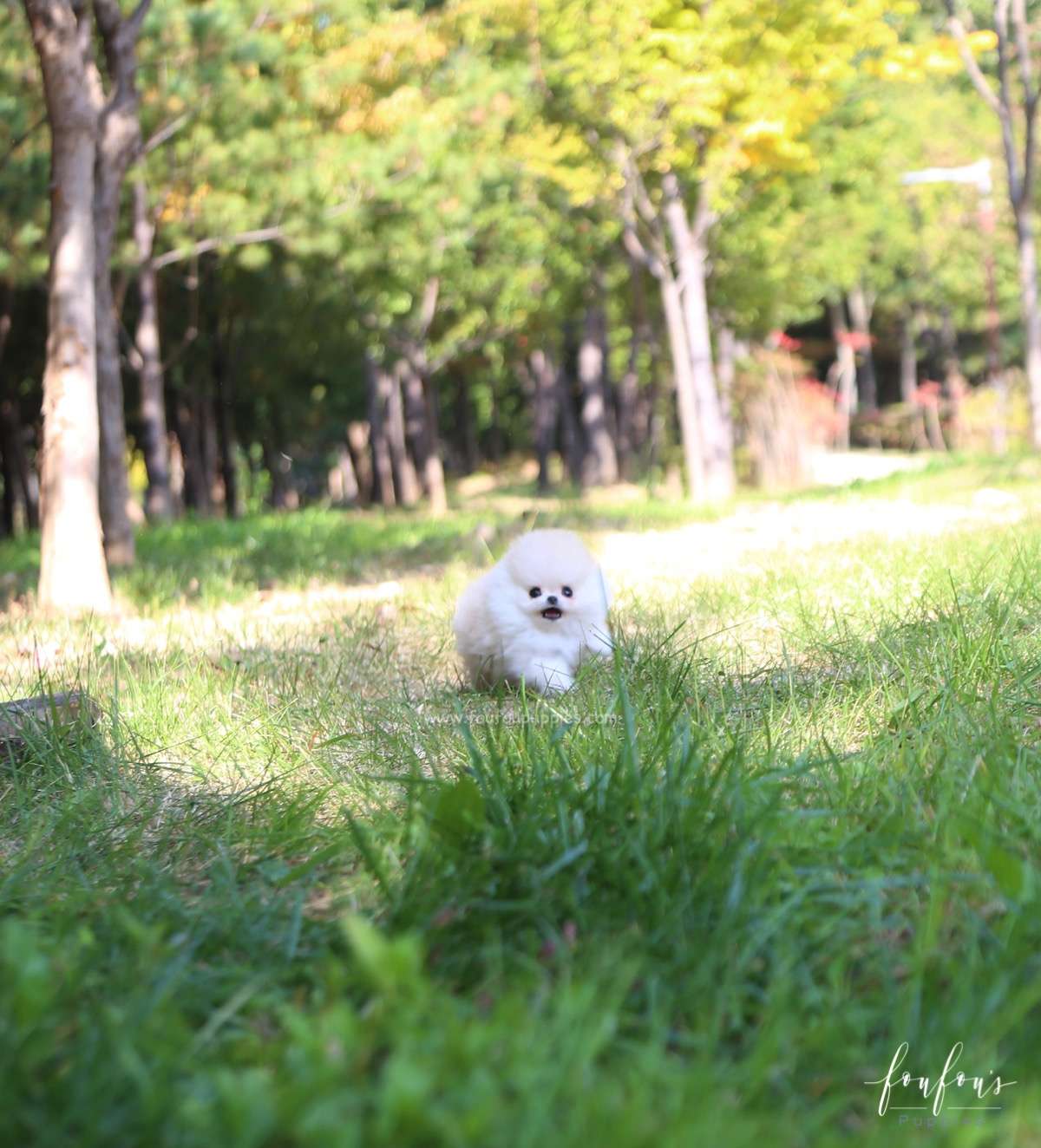 Hermes - Pomeranian M.
